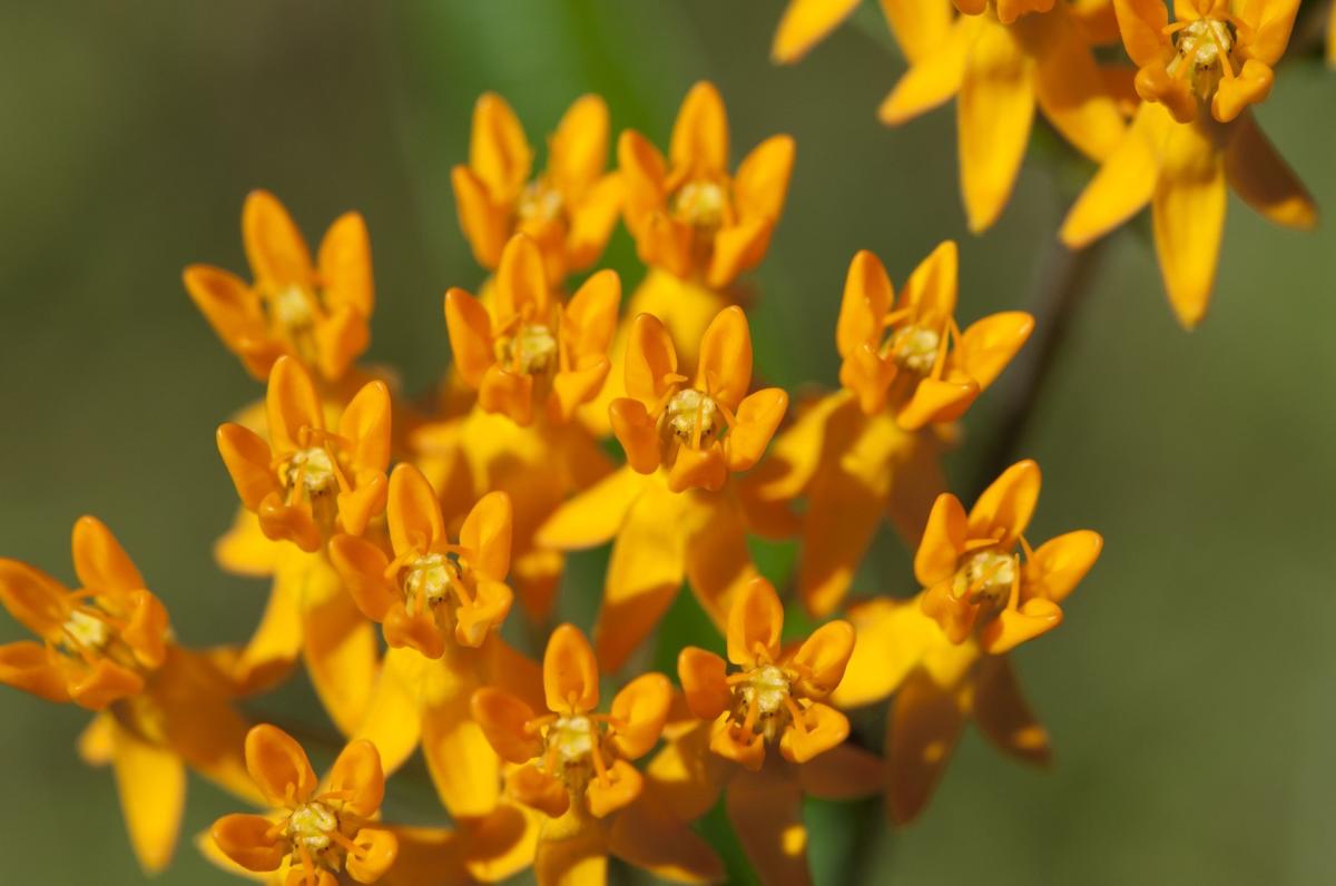Guest blogger - Plants 4