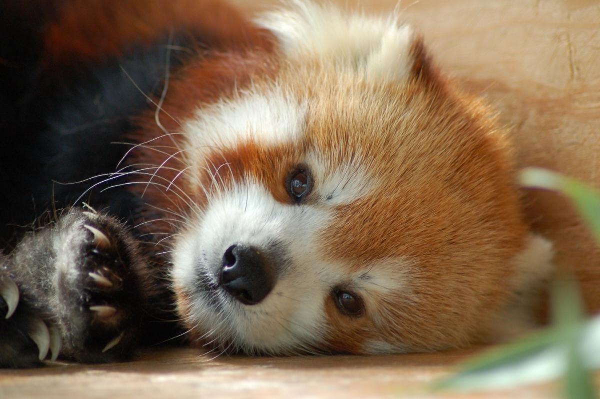 Red Panda at Zoo Knoxville