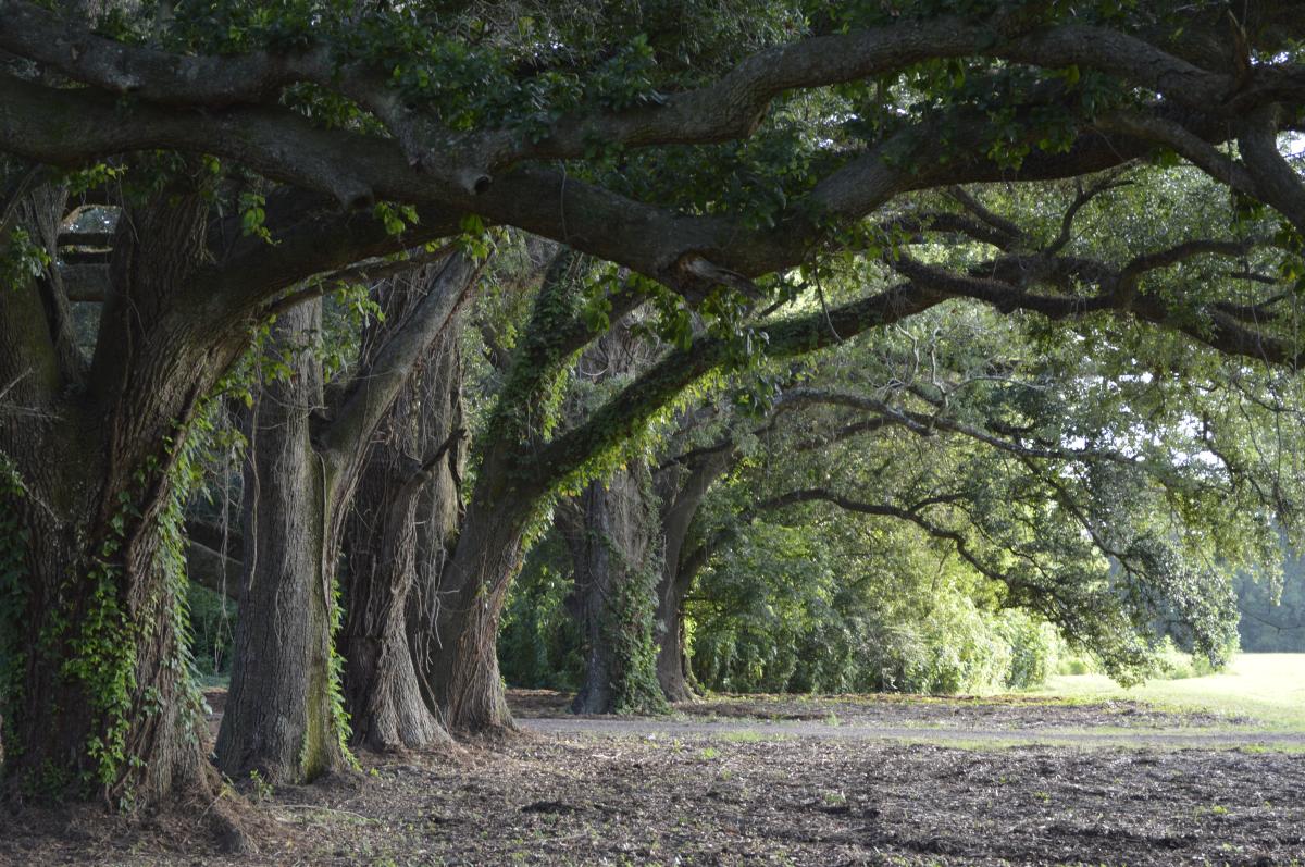 Moncus Park Oak Alley