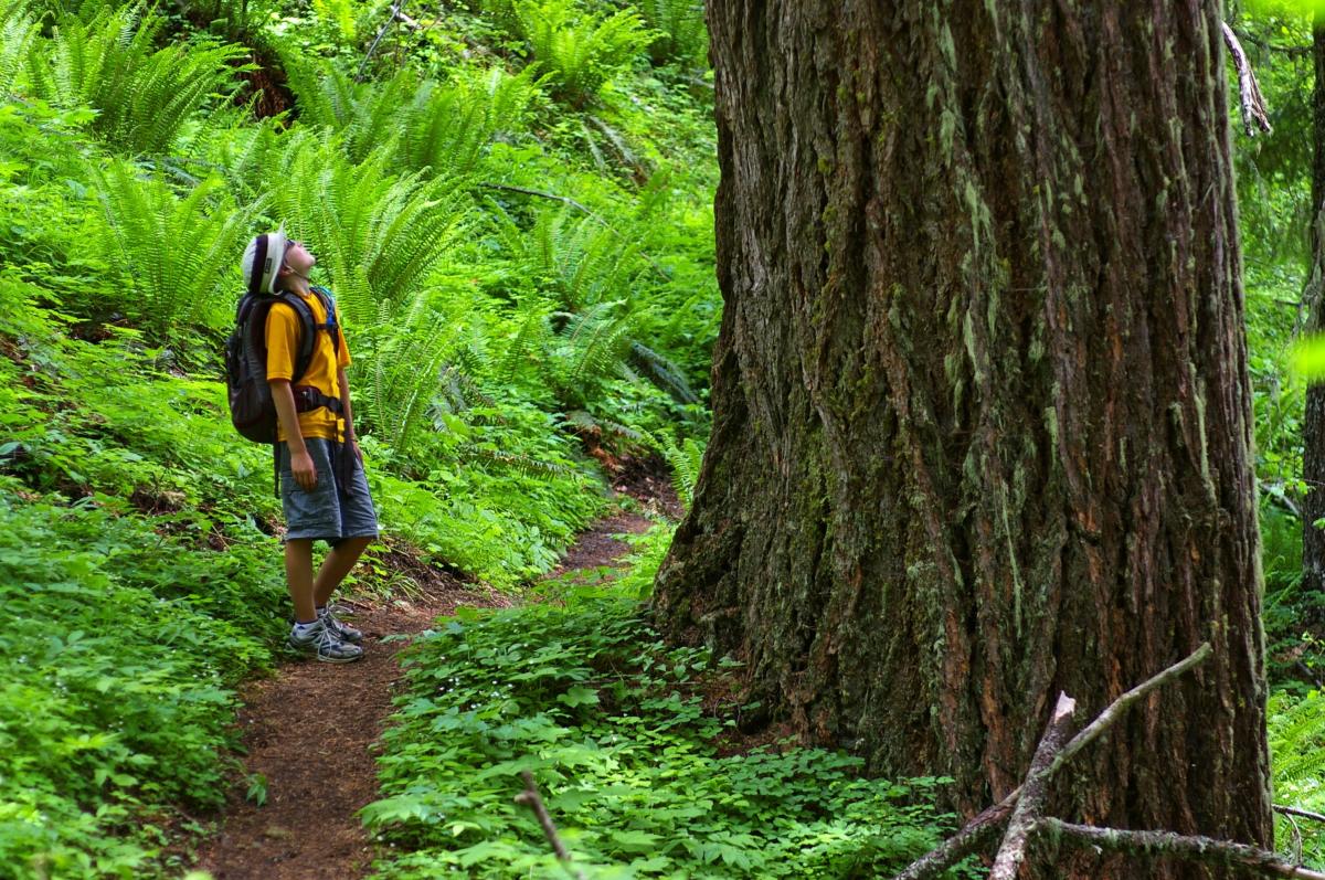 Wonders of the Forest by Rick Faber Wonders of the Forest by Rick Faber