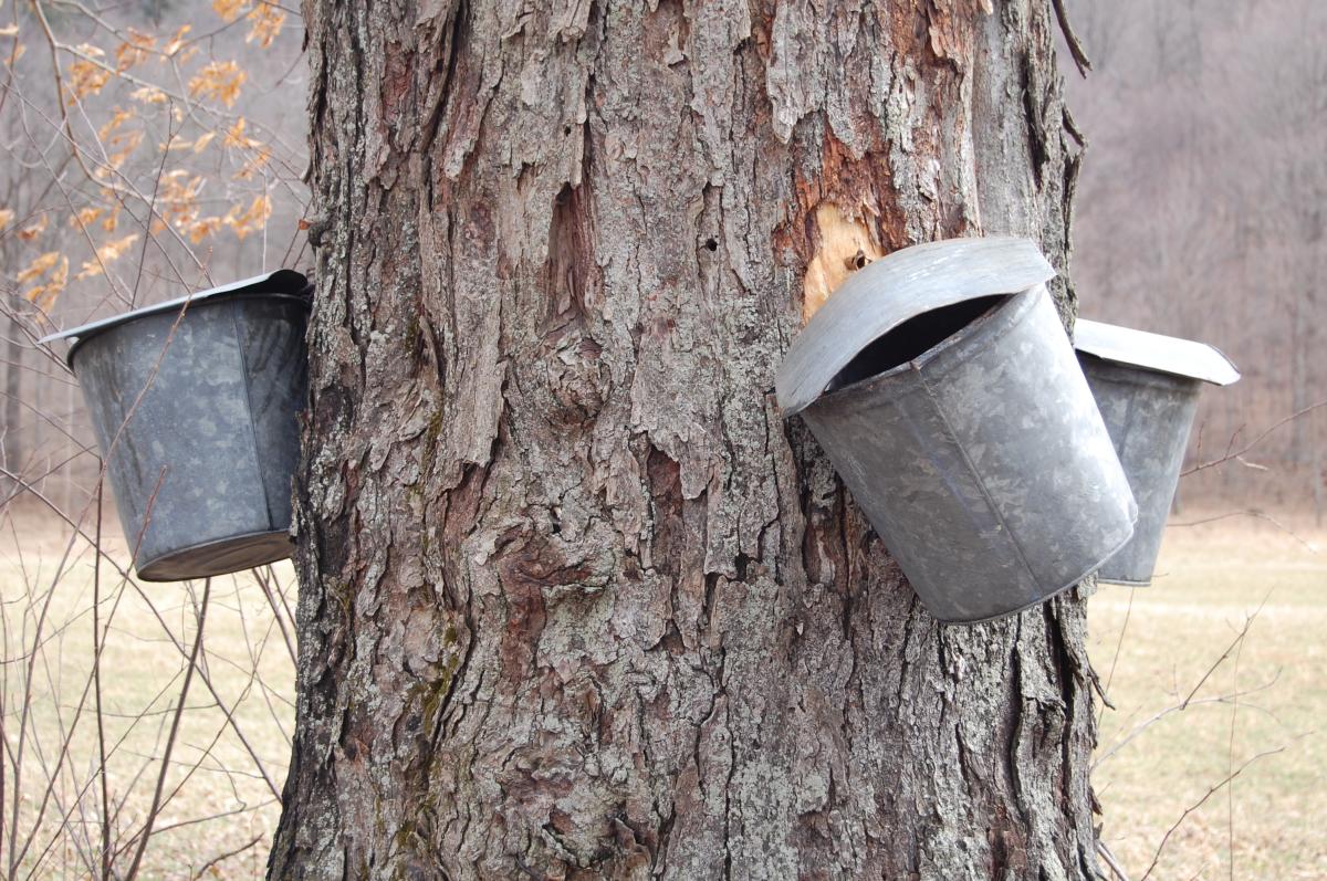 Laurel Highlands Maple Festivals