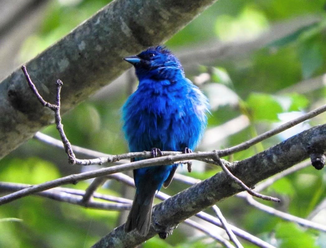 Indigo Bunting sitting on tree branch at Monocacy River Trail