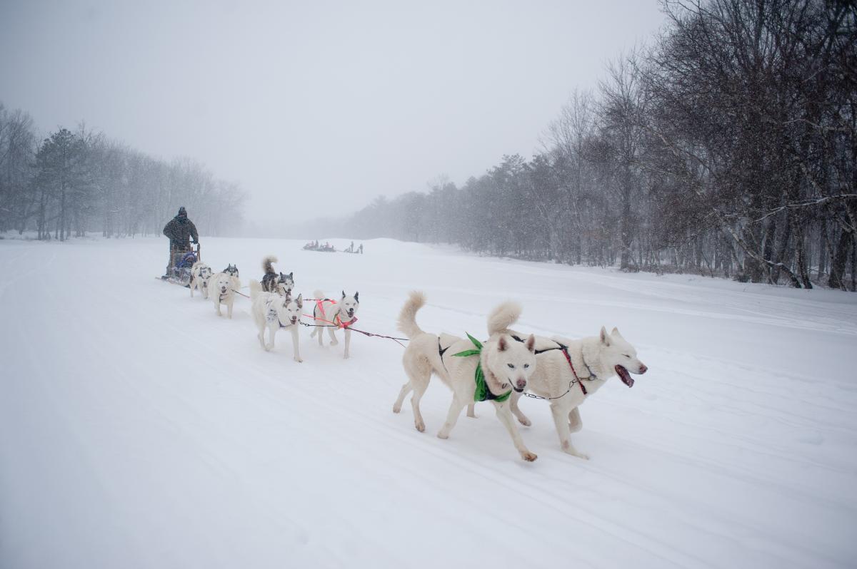 Winter Adventure Bucket List Dog Sledding And Paintballing