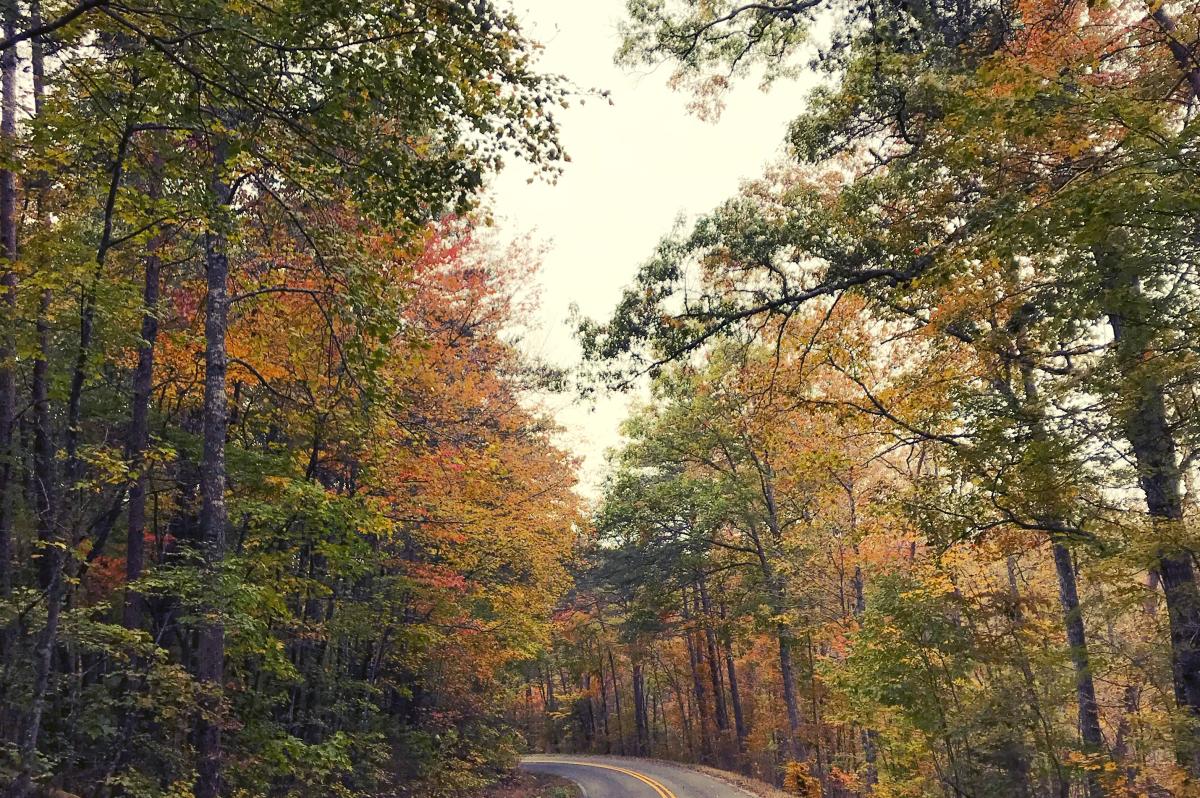 Trees colored in fall foliage line the Little River Canyon Road