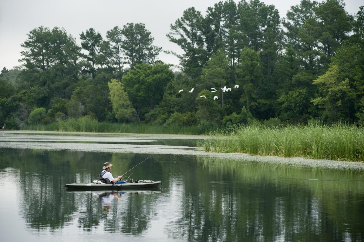 Man fishing on wooded lake as flock of birds fly by