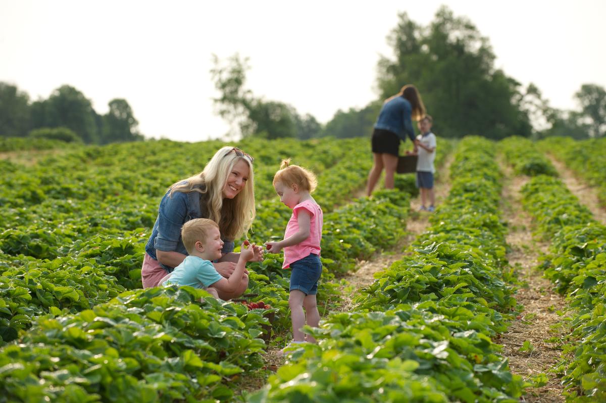 Family Berry Picking at Huber's Orchard & Winery