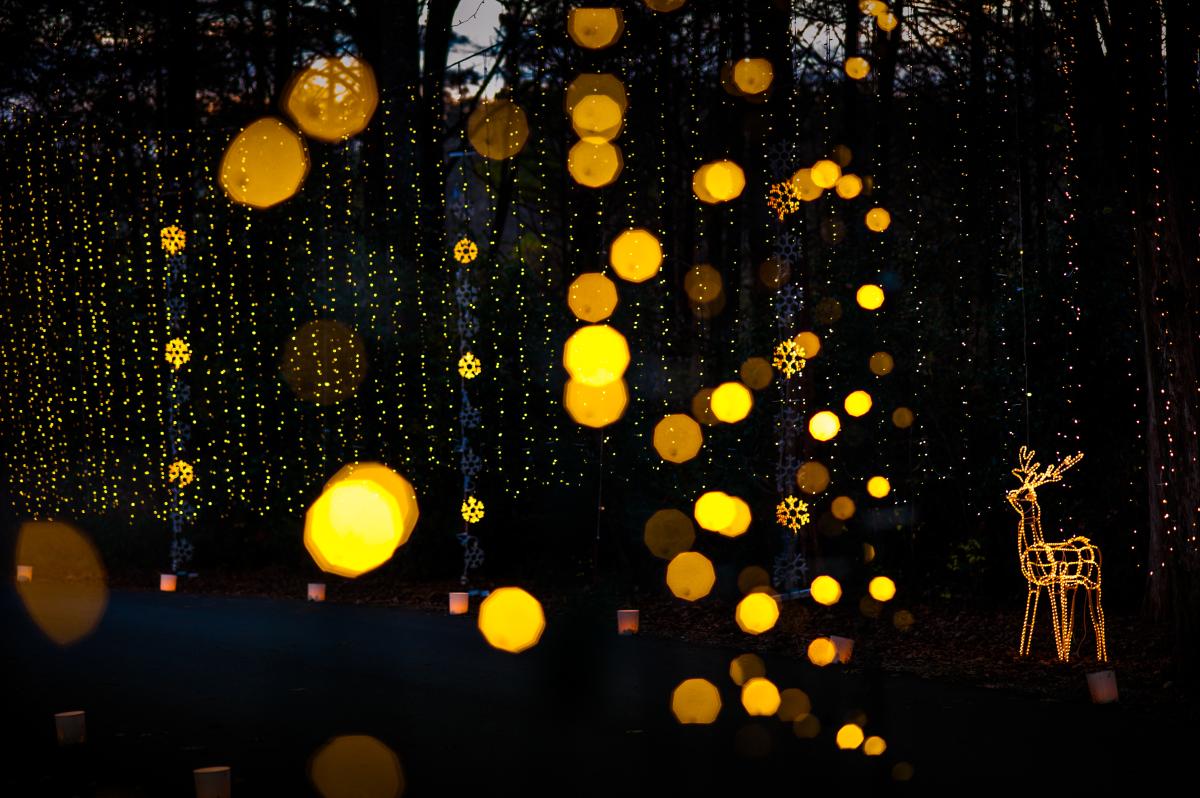 Galaxy of Lights