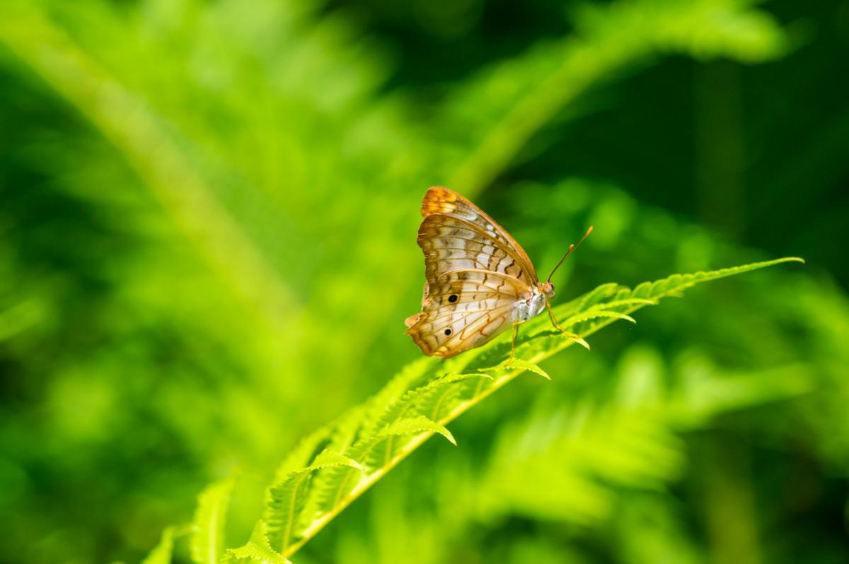 Huntsville Botanical Garden Butterfly