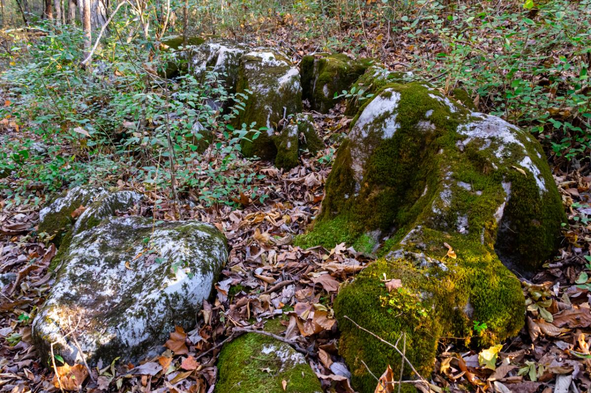 Wildflower Moss Huntsville Winter