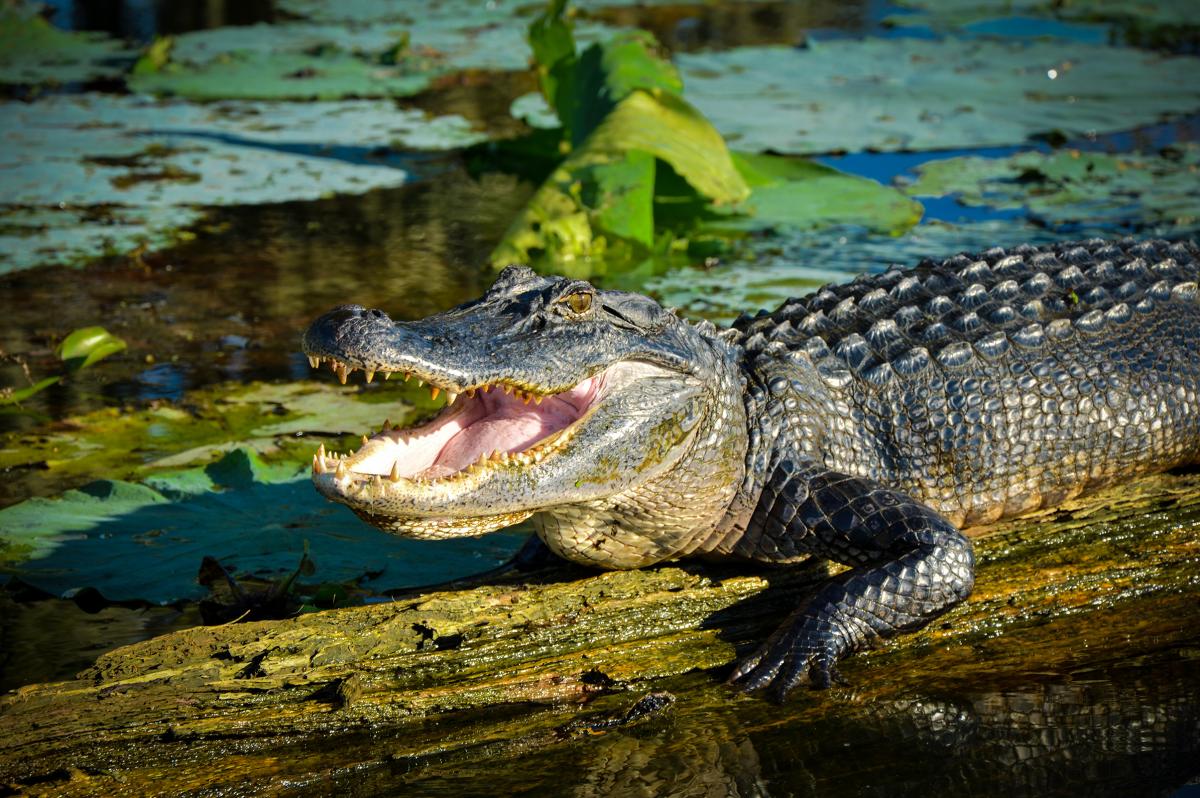 Alligator on a log at Lake Martin