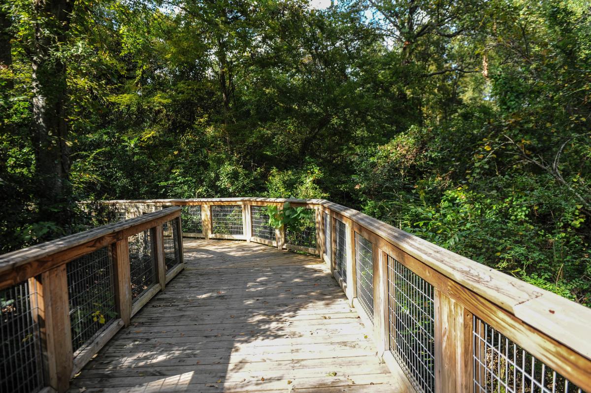 Bluebonnet Swamp