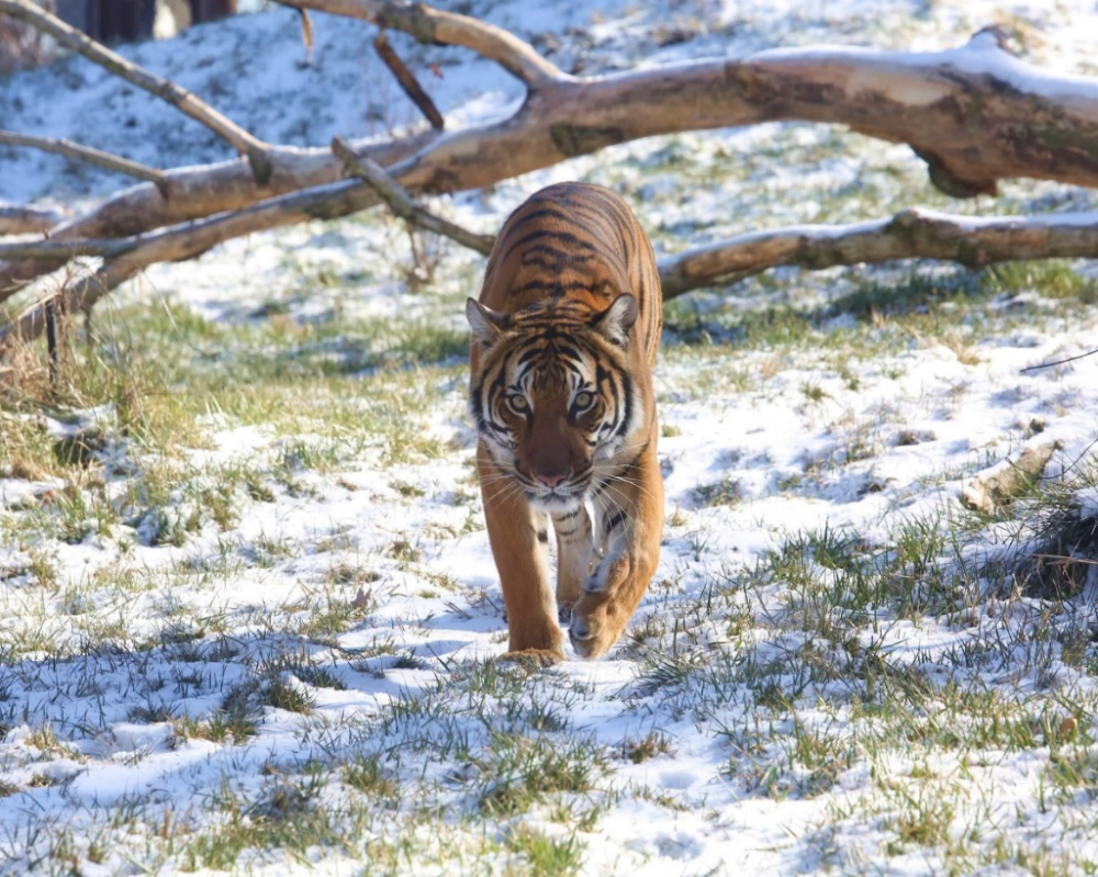 Tiger Walking in the Snow at Zoo Knoxville