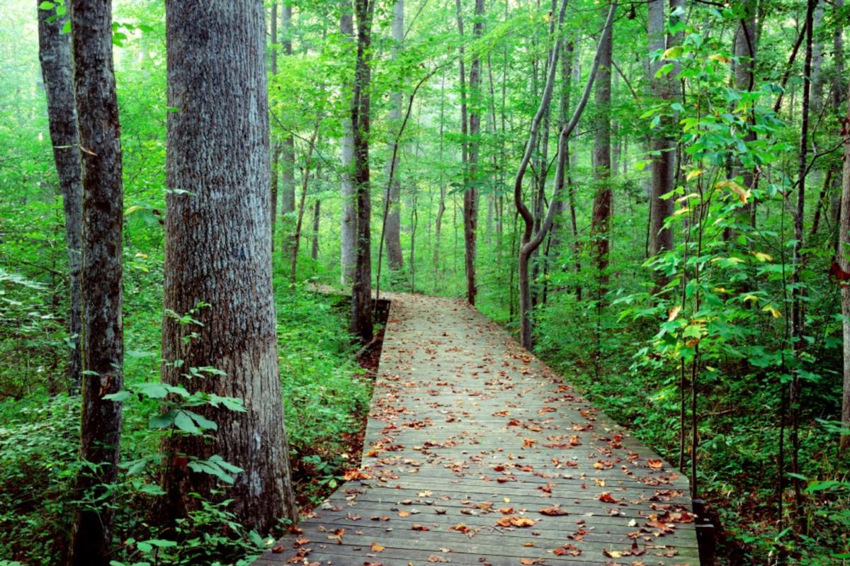 Cary Hemlock Bluffs Boardwalk