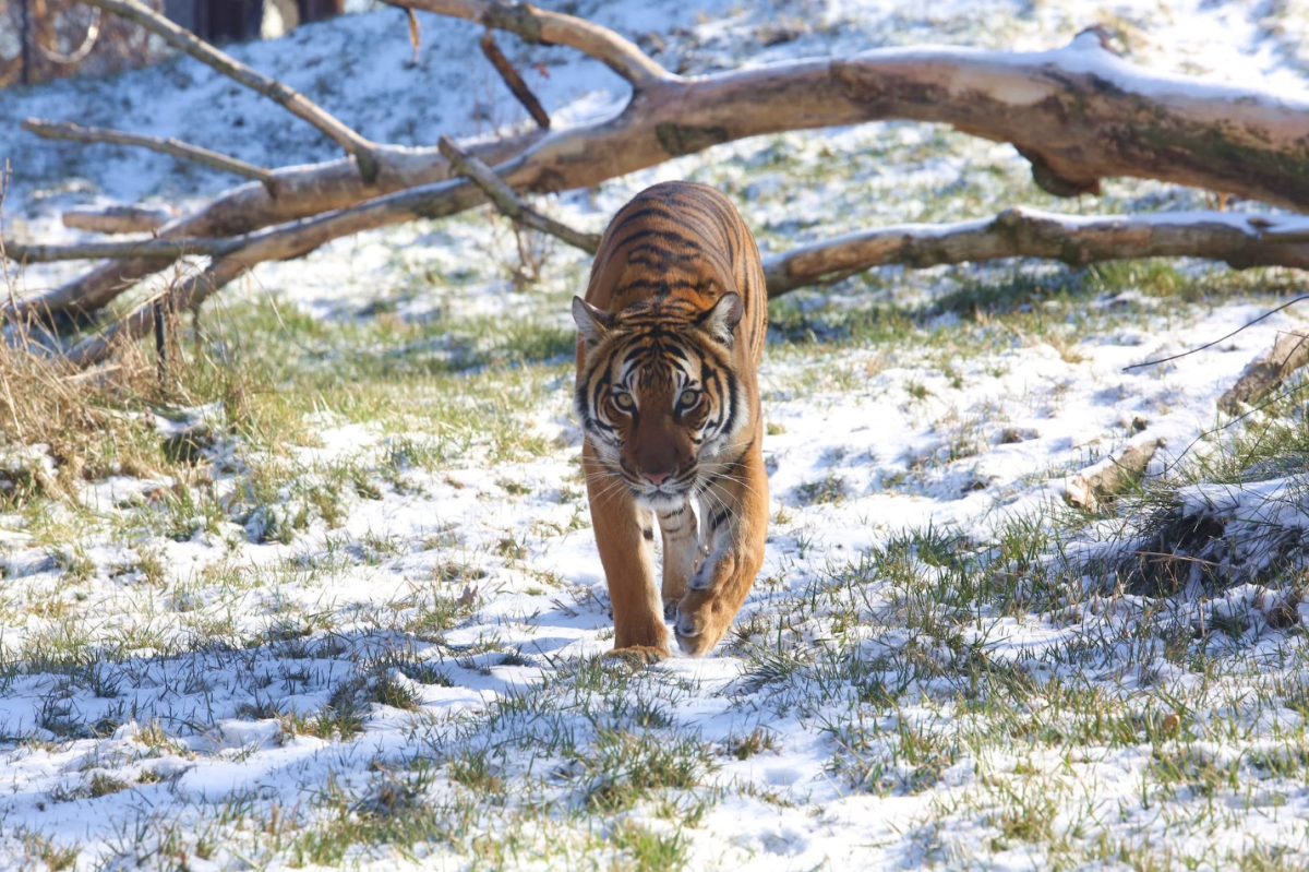 Zoo Knoxville tiger