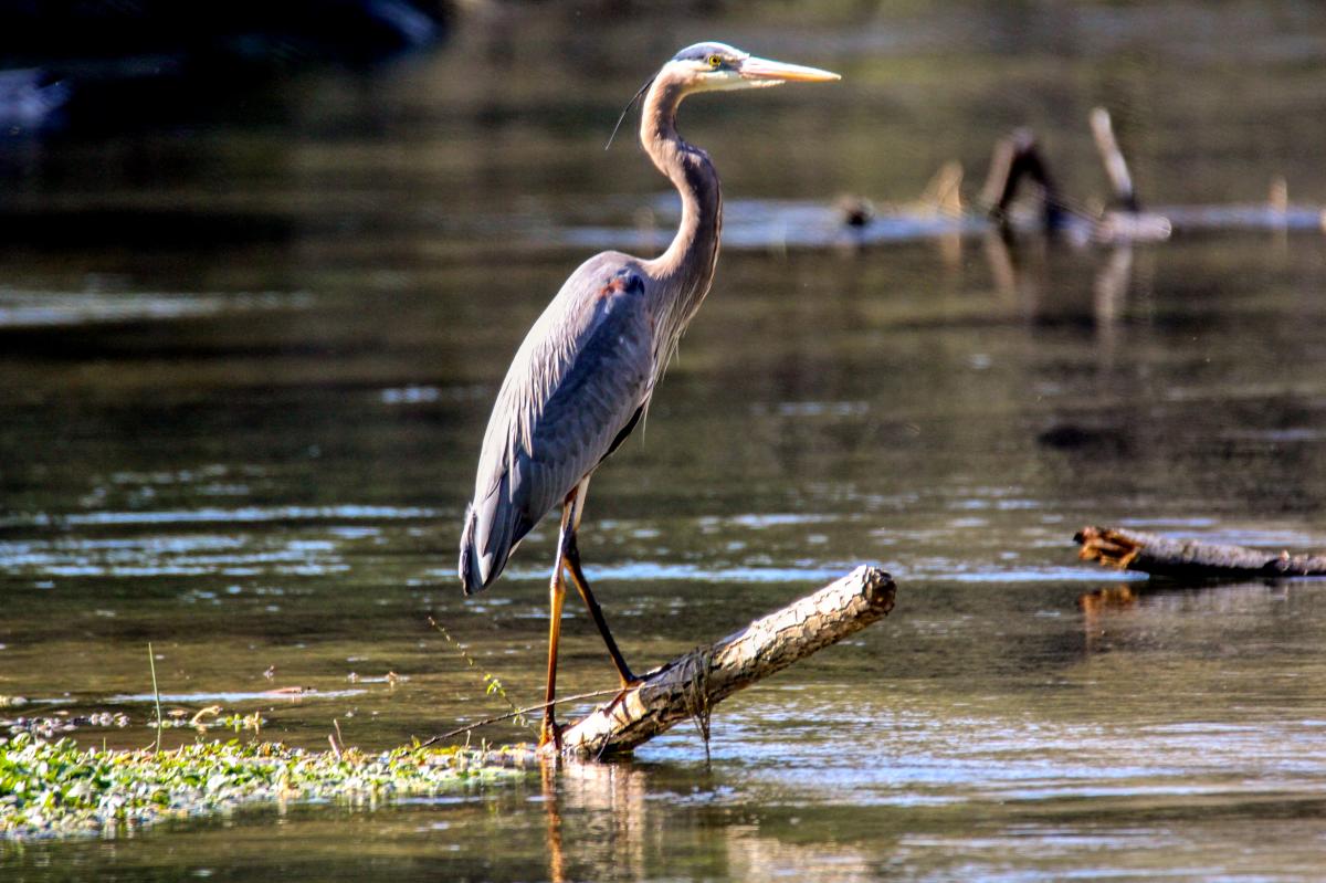 Bird at Letort