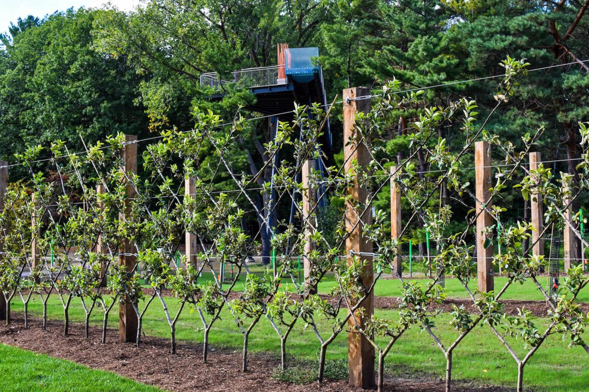 Explore The Nation S Longest Canopy Walk In Midland Michigan