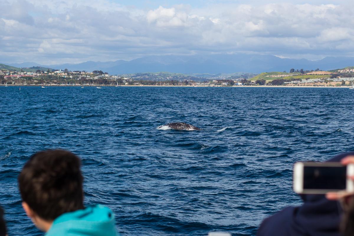 Humpback whale breaching in Dana Point