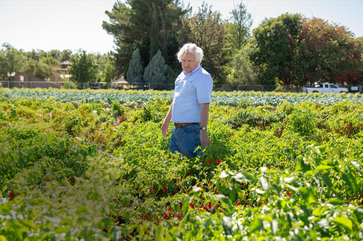 Paul Bosland in the Chile Pepper Institute’s teaching garden, where varieties range from international favorites to multicolored ornamentals, New Mexico Magazine