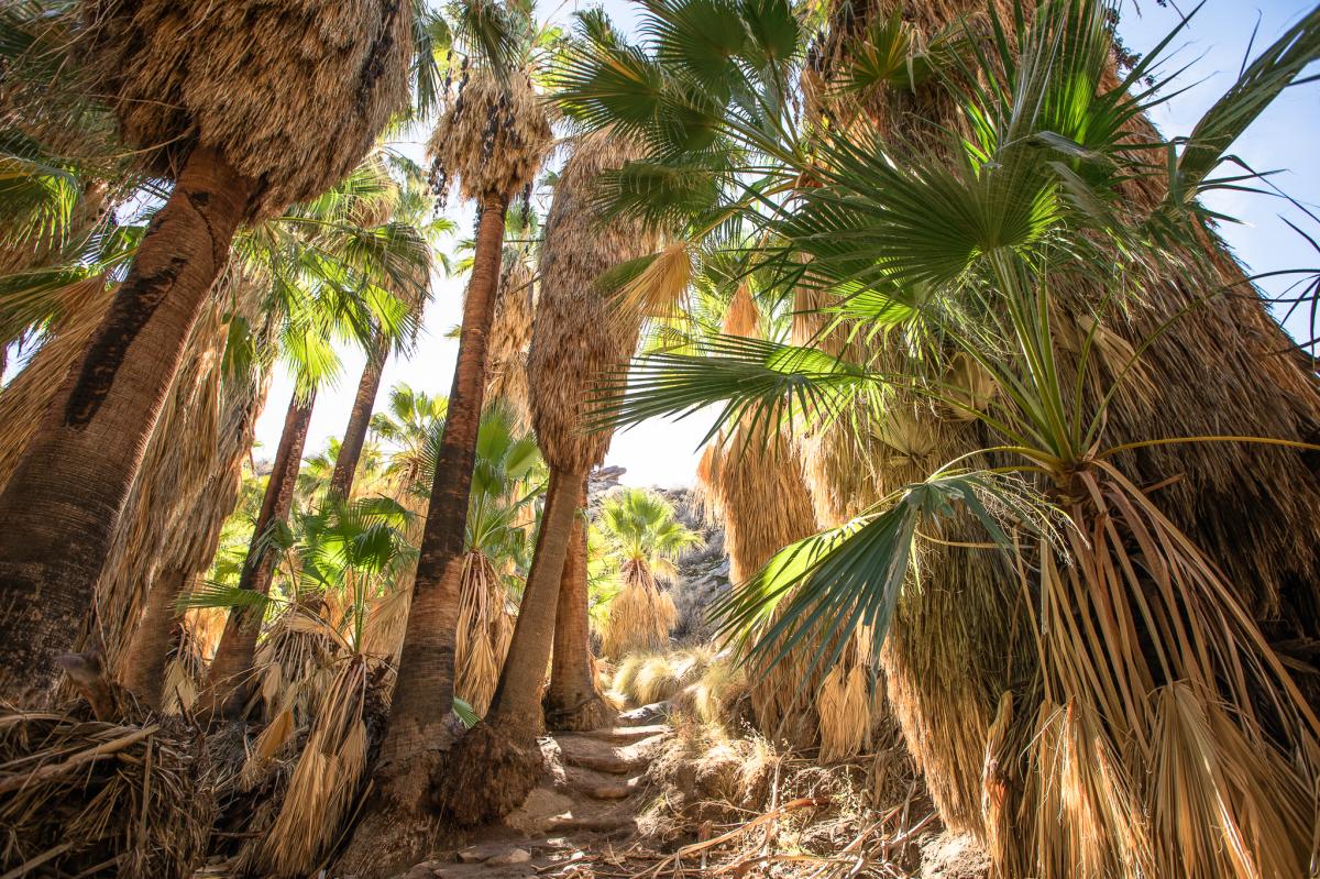 Palm trees along the Andreas Canyon Trail in Indian Canyons