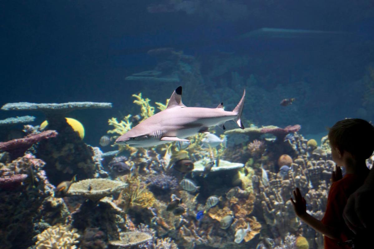 National Aquarium in Baltimore