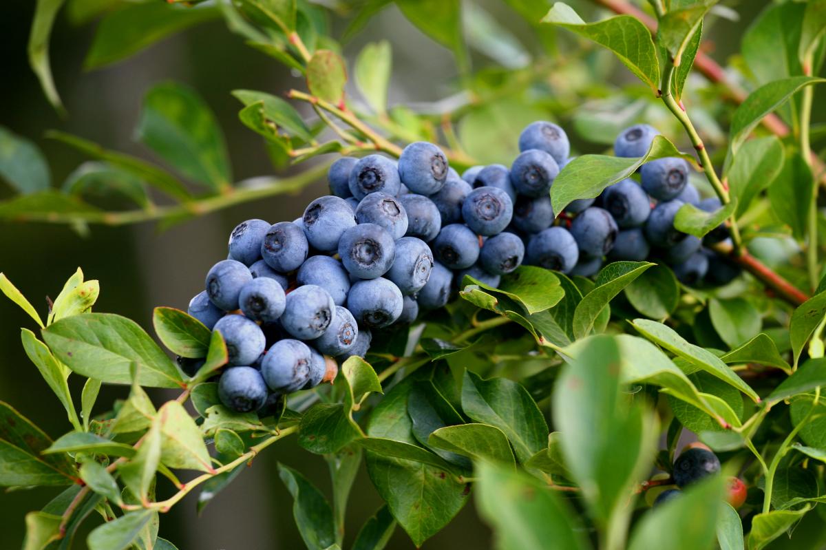 Blue Harvest pick your own berry farm