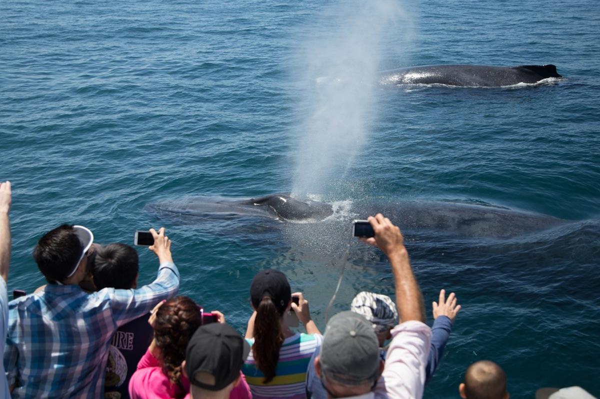 whale watching tours huntington beach ca