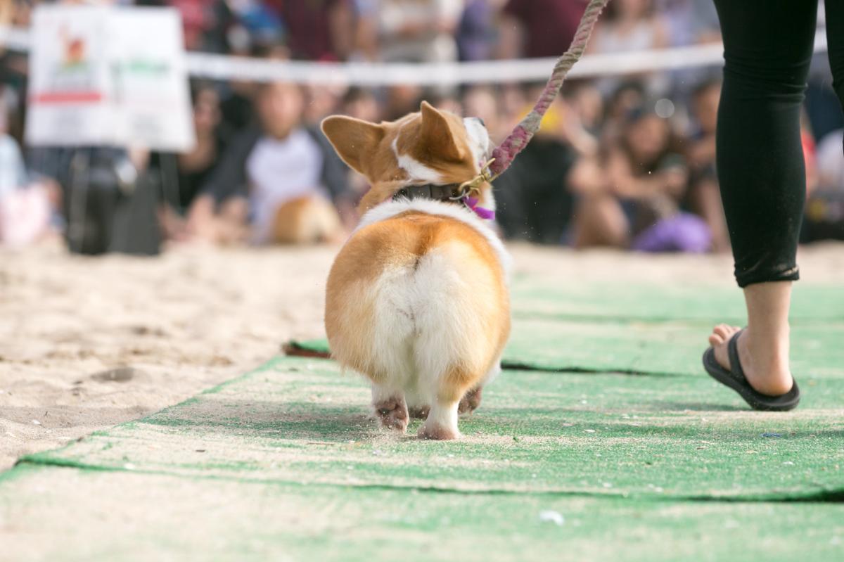 Corgi Beach Day 2022