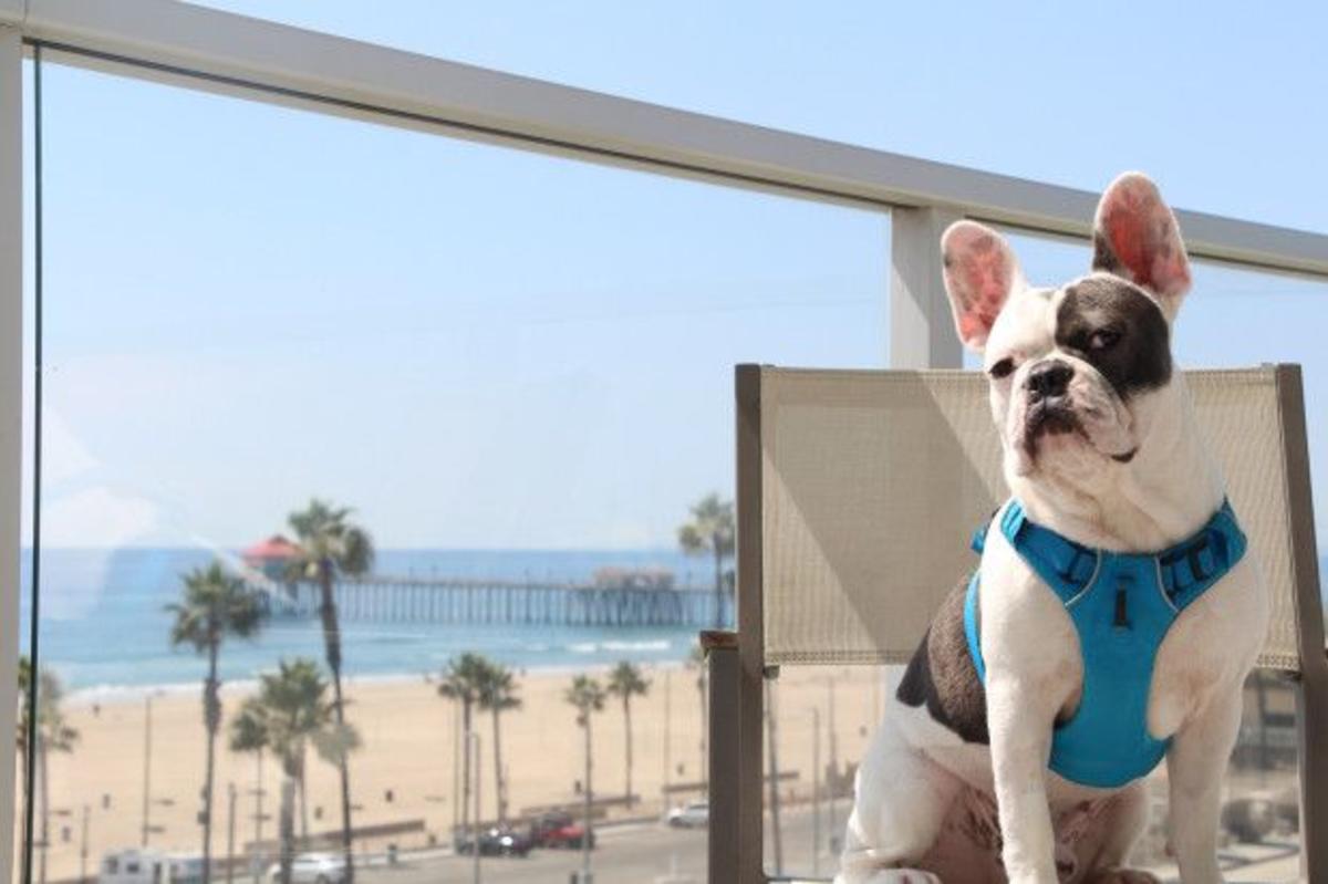 Surf City Surf Dog Competition In Huntington Beach Sept 28