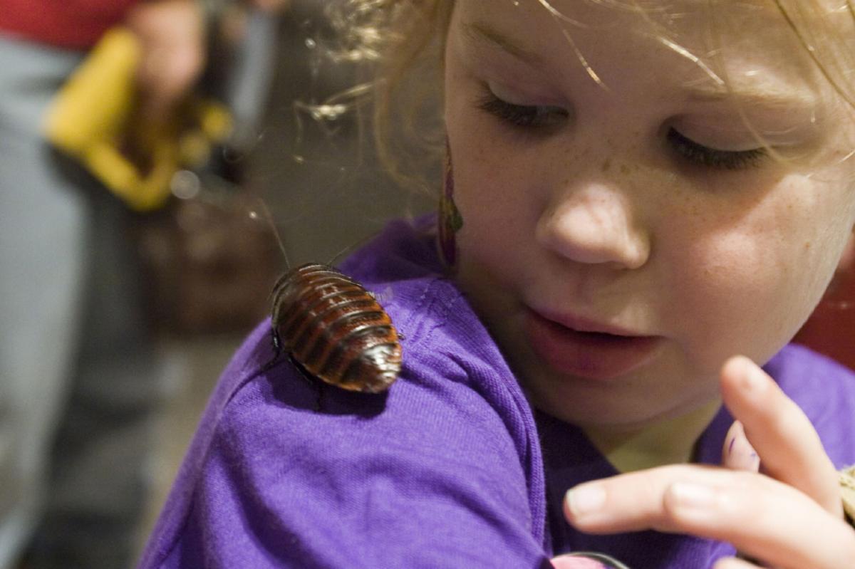 BugFest