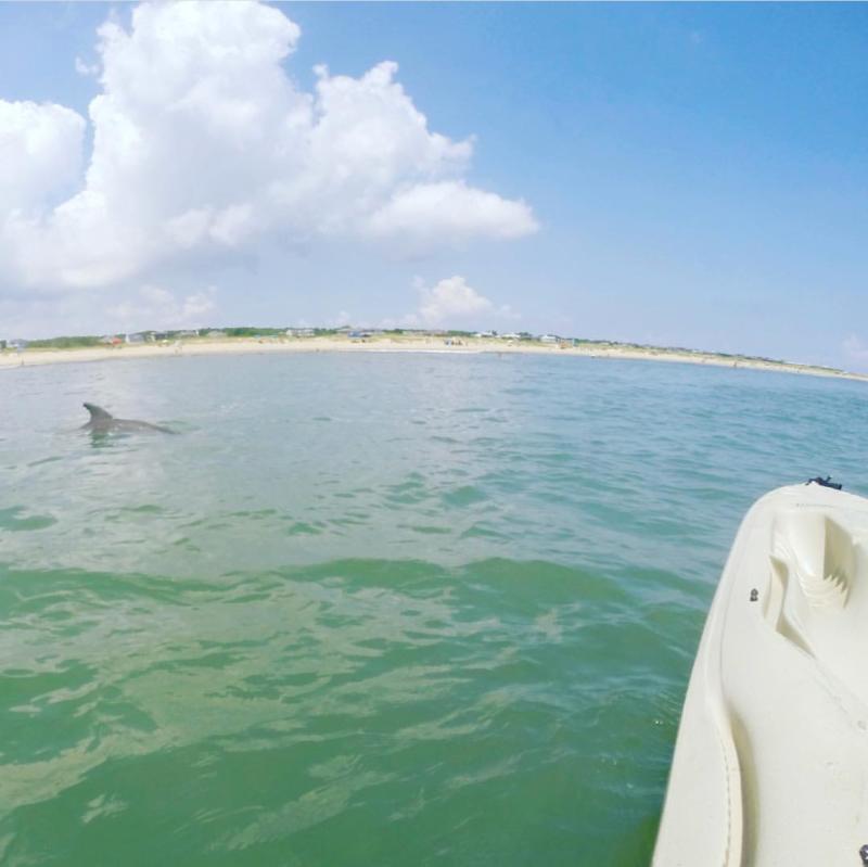 Kayak with Dolphins