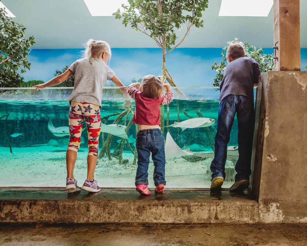 Children petting stingrays at the Stingray Bay exhibit at Fort Wayne's Children's Zoo in Fort Wayne, Indiana