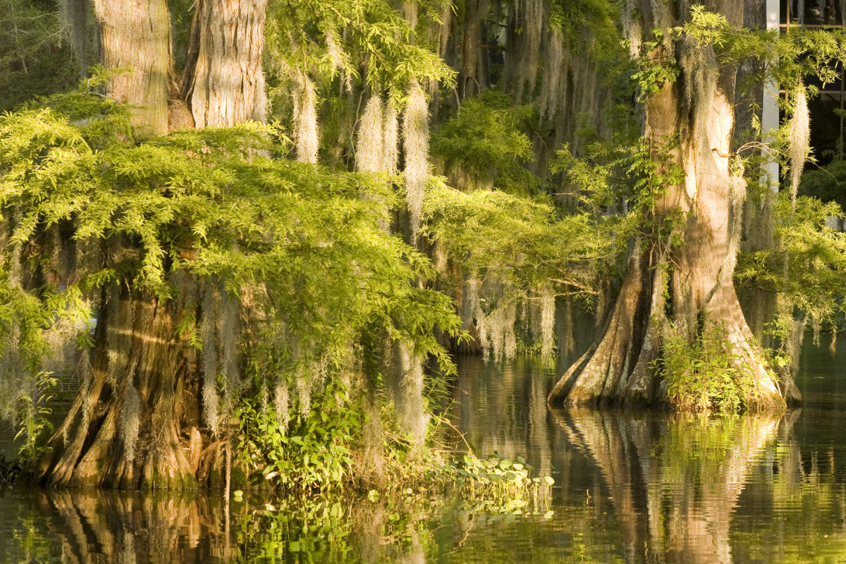 Atchafalaya Basin - Cypress Trees