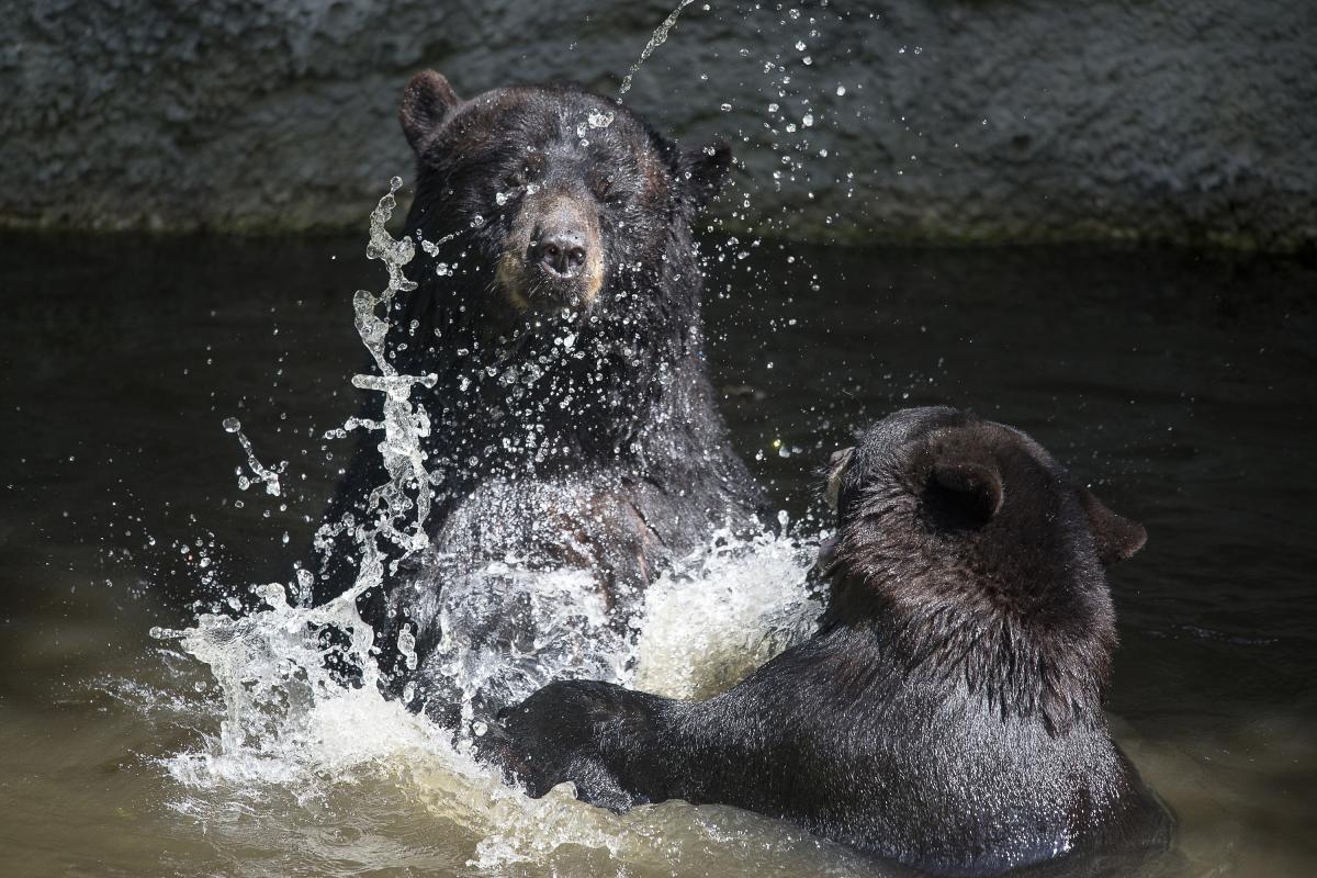 Tampa's Lowry Park Zoo Bear