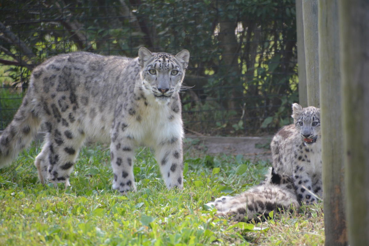 Metro Richmond Zoo snow leopards