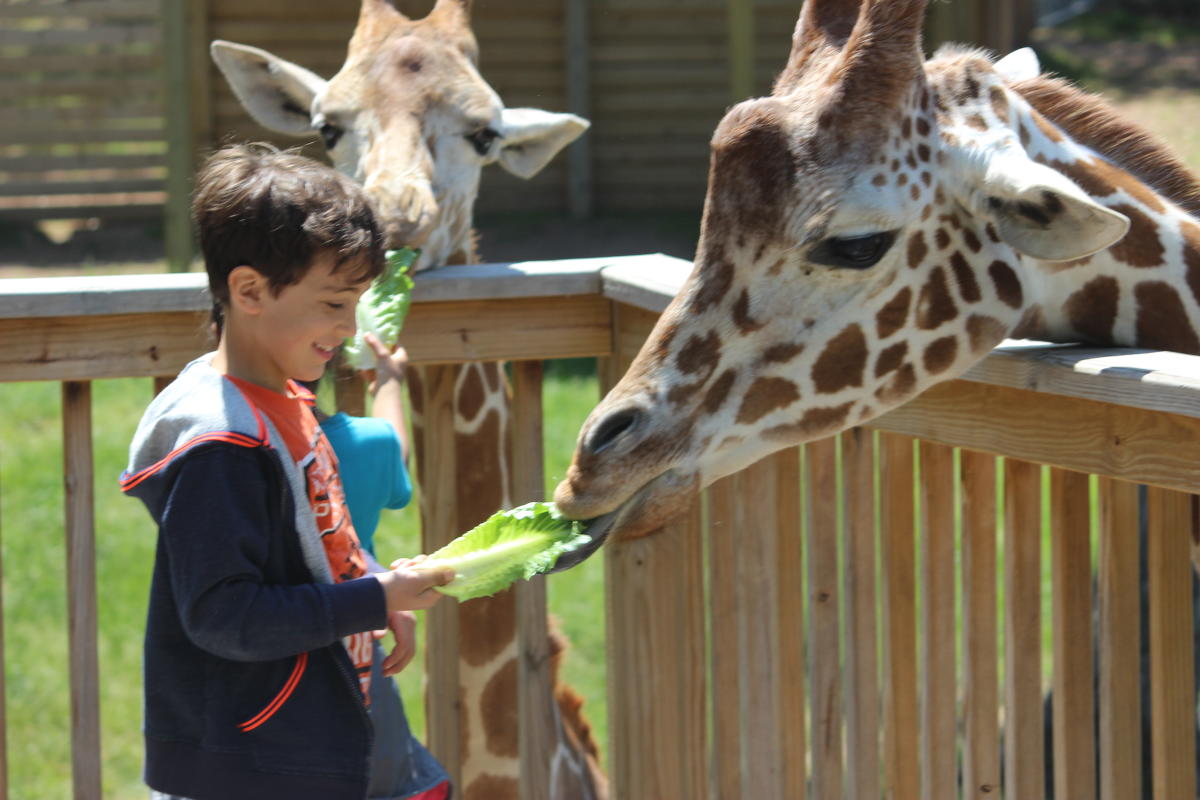 Elmwood Park Zoo Giraffe Feeding