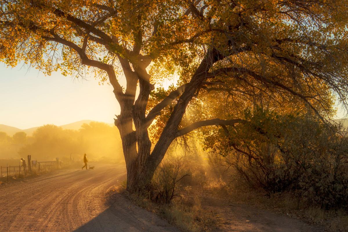 First Place: Only in NM, Fall Cottonwoods in Jacona by Kimber Wallwork-Heineman