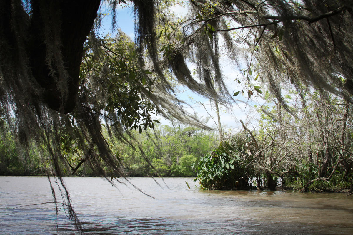 Bayou Vermilion Excursion: Moss in the Wind