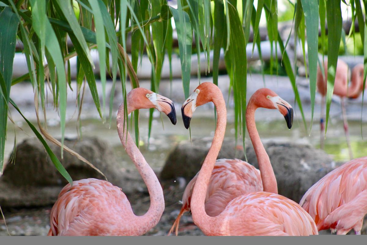 ABQ BioPark Flamingos