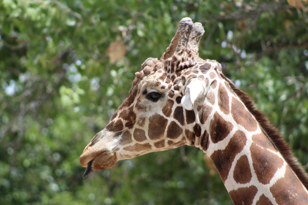 ABQ BioPark Giraffe