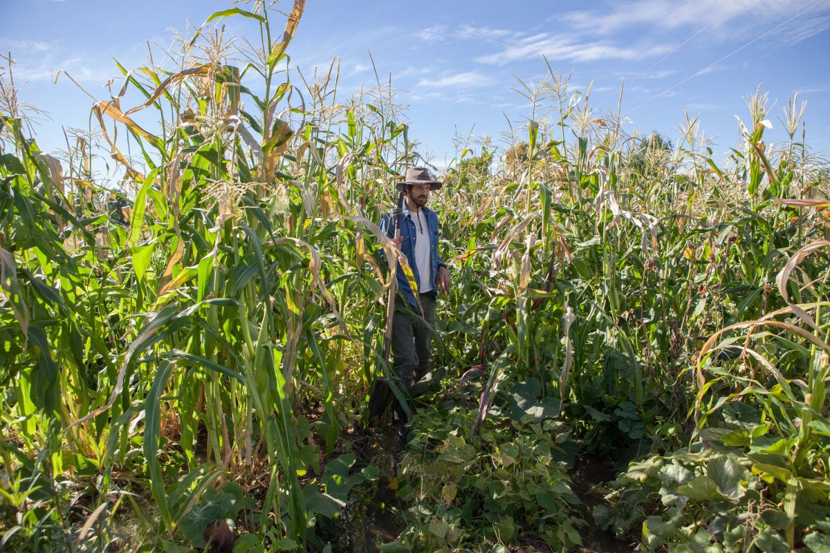 Lander Burr in his corn field