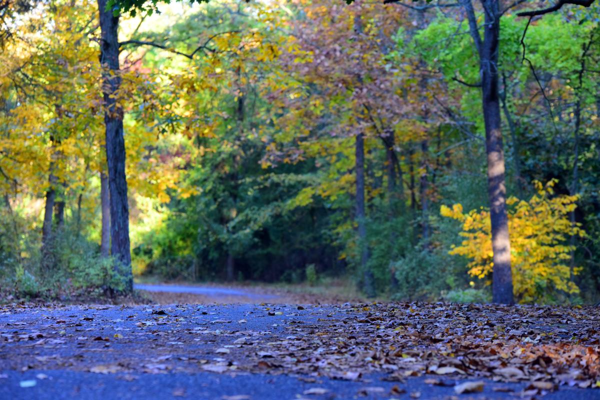 Evansburg State Park Road in Fall