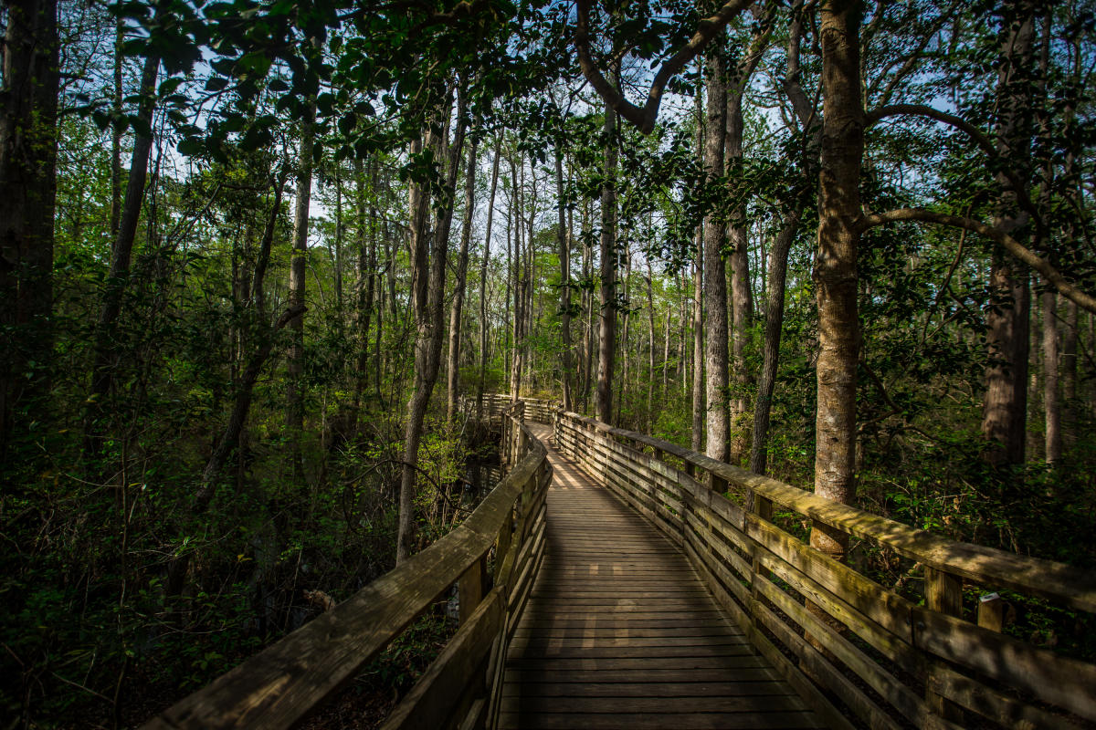 Outdoors - Parks - First Landing State Park - A22A7755.jpg