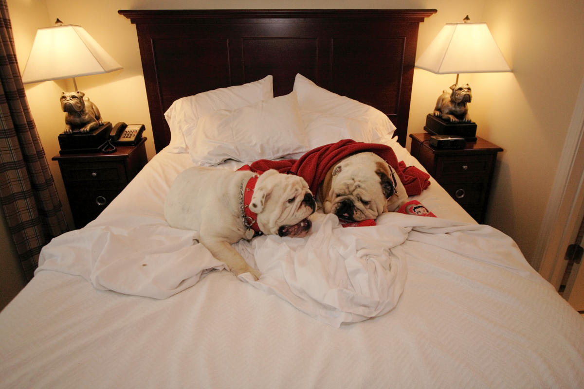Bed Dog 2