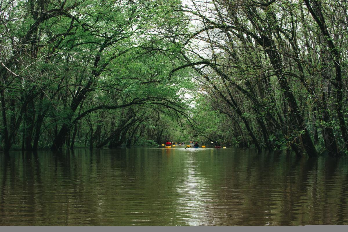 Bayou Vermilion