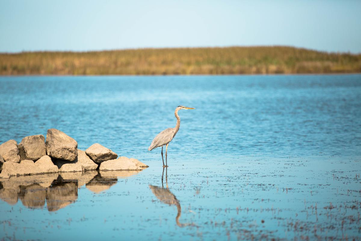 Back Bay Virginia Beach