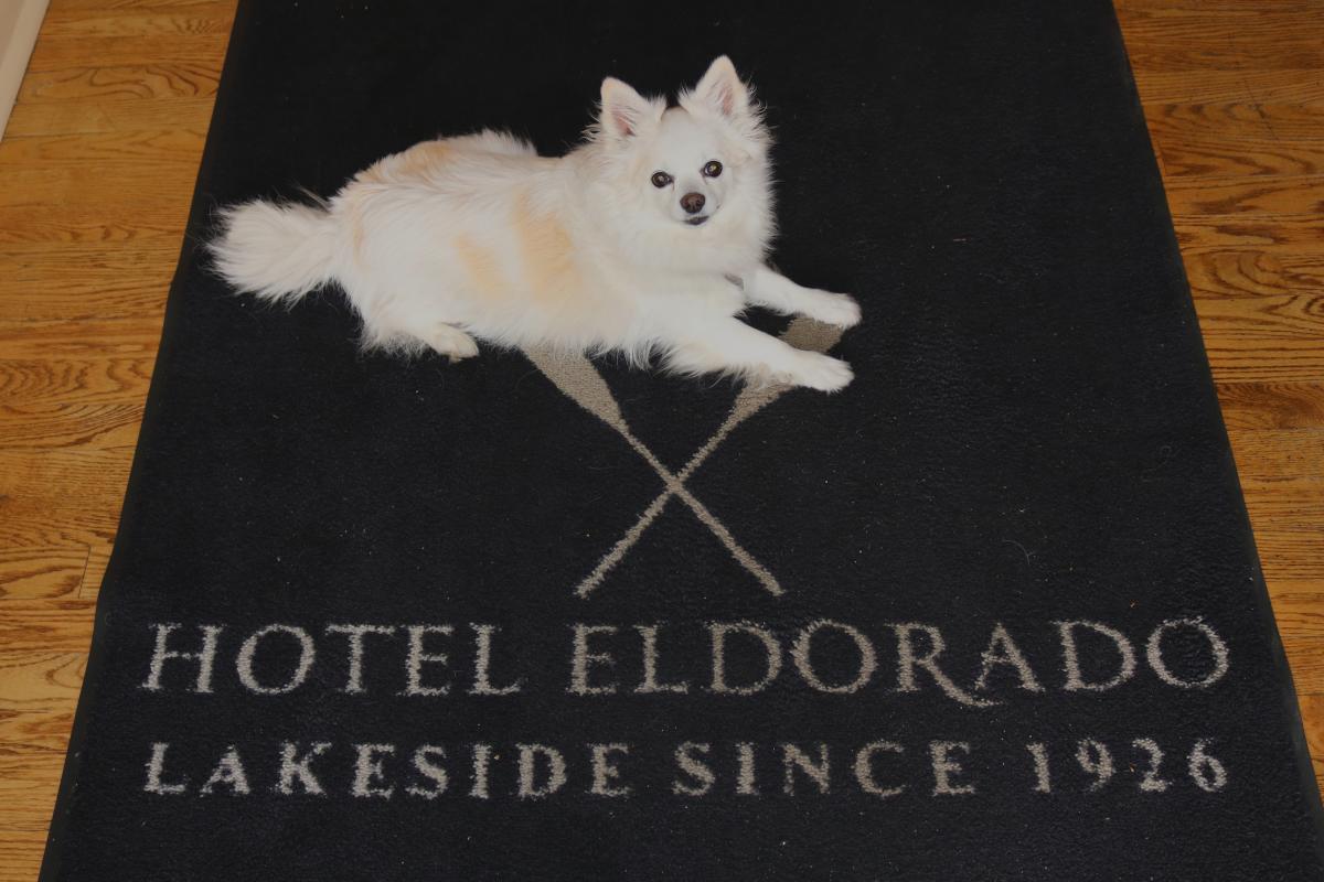 Hotel Eldorado with Dog