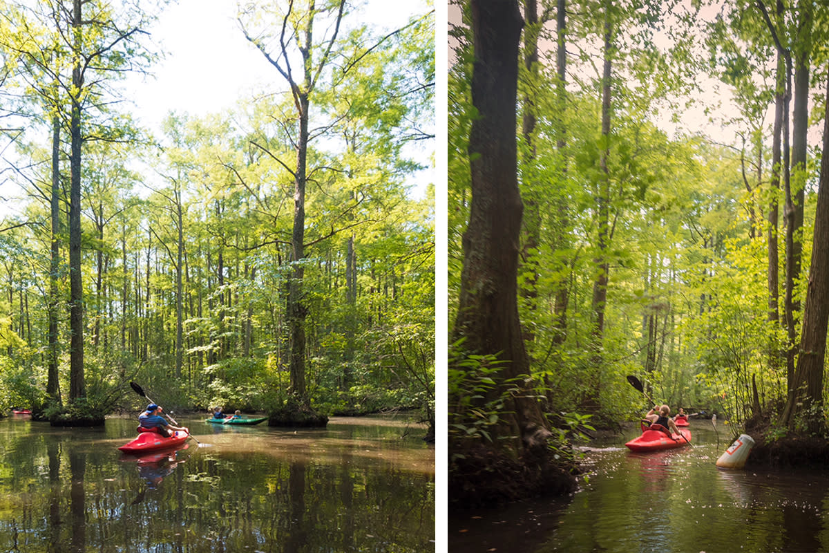 Robertson Millpond Preserve