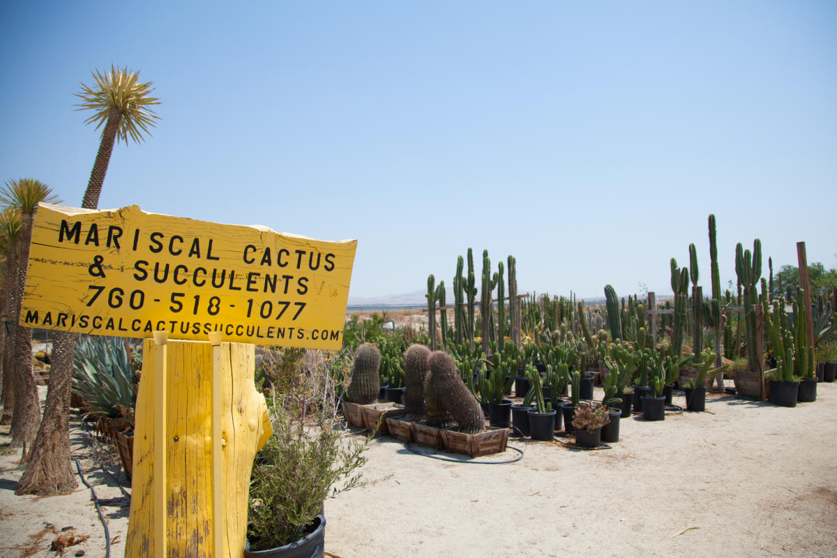 Mariscal Cactus and Succulents