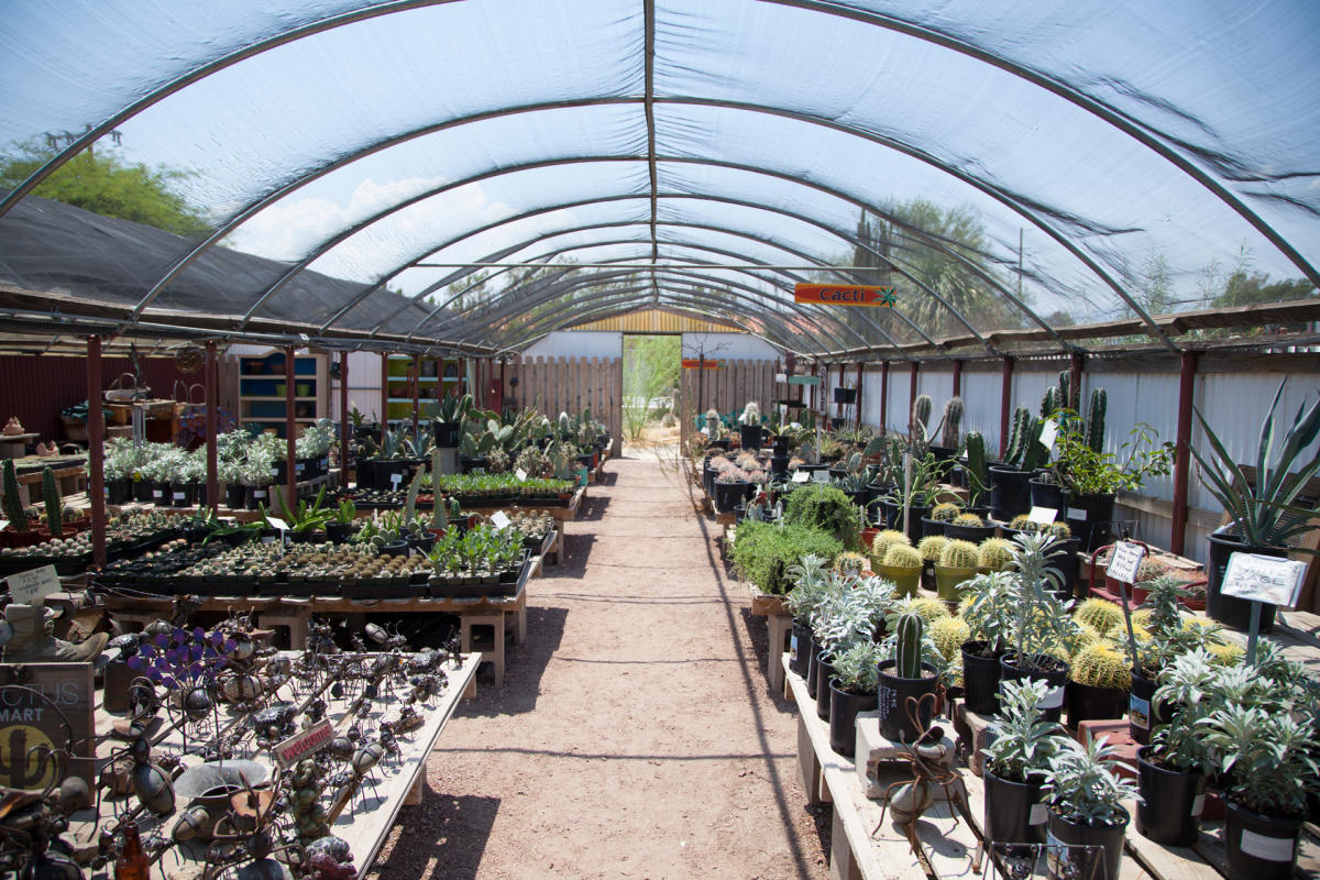 Plant Lover S Guide To Greater Palm Springs