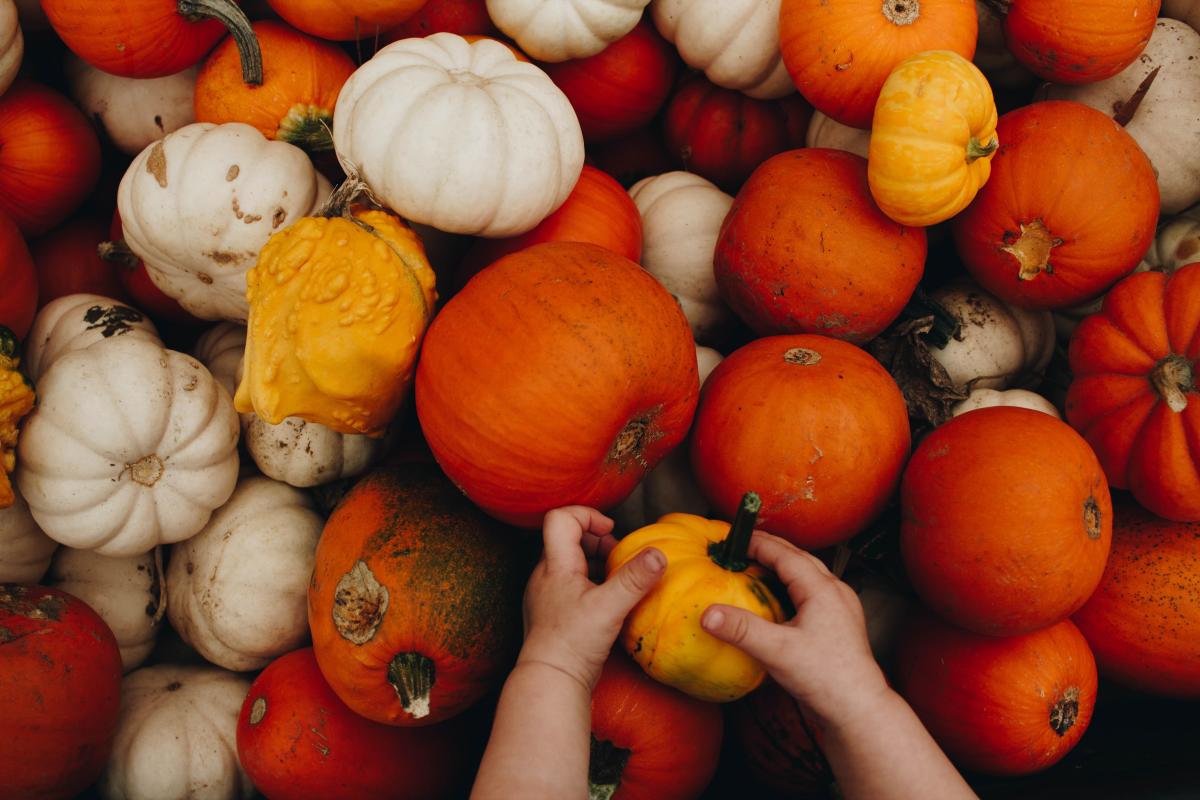 Pumpkin variety at Oasis Family Pumpkins in Robbinsville, NJ